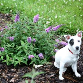 Lo & Behold® Lilac Chip Butterfly Bush PPAF  Buddliea Potted 