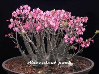 Adenium Arabicum (Desert Rose) Pankorn 10 seeds  