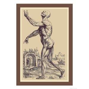   of the Muscles   Poster by Andreas Vesalius (12x18)