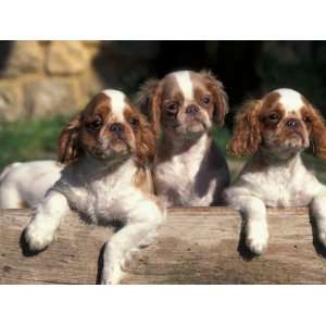  Three King Charles Cavalier Spaniel Puppies on Log Premium 