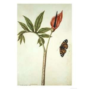  Botanical Study of a Dragon Lily and Butterfly Giclee 
