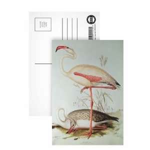  Flamingo by Edward Lear   Postcard (Pack of 8)   6x4 inch 