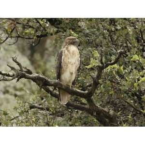  Juvenile Red Tailed Hawk Perches in an Oak Tree Stretched 