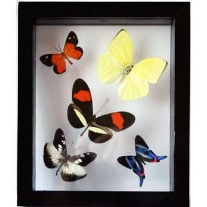  Real Framed Collection of Exotic Butterflies in Black 