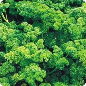   parsley is a hardy biennial flowering and producing seed the second