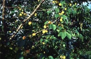 MANCHURIAN APRICOT Tree Fruit 3 4  