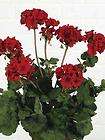 artificial geraniums  