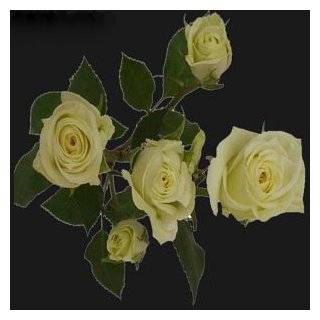 Over 100 Blooms of White Spray Roses, Buy 50, Get over 50 FREE. ONLY 