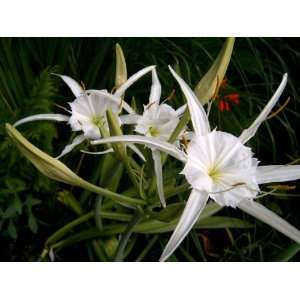  Spider Lily (Hymenocallis) occidentalis Patio, Lawn 