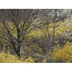  Flowering Forsythia Shrubs in Massachusetts Premium 