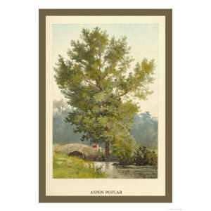   Poplar Premium Poster Print by W.h.j. Boot, 24x32