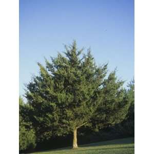  Eastern Red Cedar Tree (Juniperus Virginiana), North 