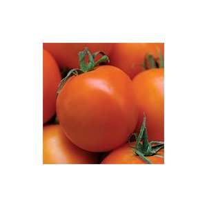    Organic Valencia Tomato   50 Seeds   Heirloom Patio, Lawn & Garden