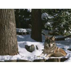  A Gray Wolf on a Sunny Winter Day National Geographic 
