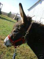 Mini Horse, Donkey USA made Breakaway Halter with Snap  