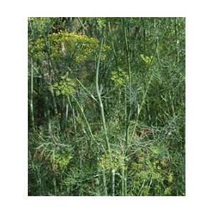   Herbs Dill Mammoth Long Island   100 Seeds Patio, Lawn & Garden