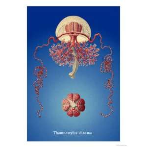  Jellyfish Thamnostylus Dinema Giclee Poster Print by 