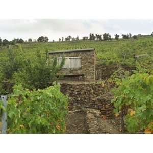  Stone Vineyard Hut for Tools, Vineyard Slopes of Collioure 