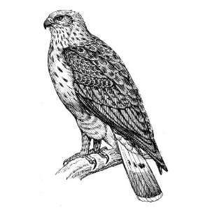   25 inch (58mm) Round Pin Badge Line Drawing Buzzard