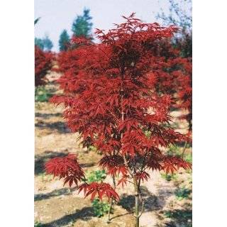   Japanese Red Maple tree, Acer palmatum Explore similar items