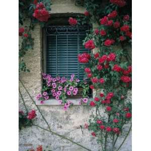 com Window on Stucco Wall Surrounded by Red Roses with Petunia Flower 