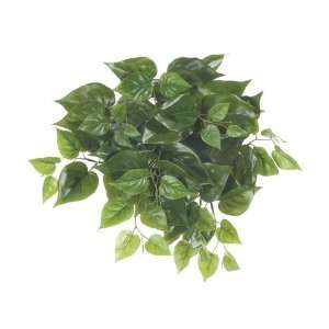  17.5 Philodendron Hanging Bush x9 w/86 Lvs. (Pack of 12 
