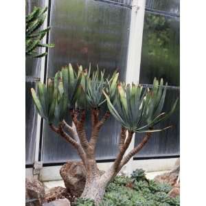 Close Up of Fan Aloe Plants Growing in a Greenhouse, (Aloe Plicatilis 
