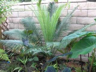 MADAGASCAN Cycad FAST Cycas thouarsii 24 30 inch Tree  