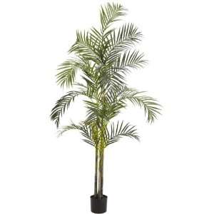  Areca Silk Palm Tree 4