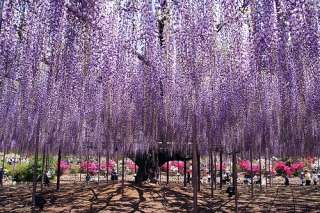 PURPLE JAPANESE WISTERIA SEEDS IN OUR STORE