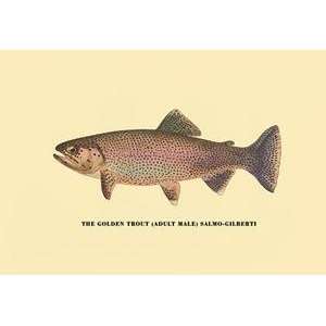  Vintage Art Golden Trout   02306 6