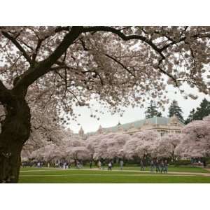 Cherry Trees in Bloom at the Quad, University of Washington, Seattle 